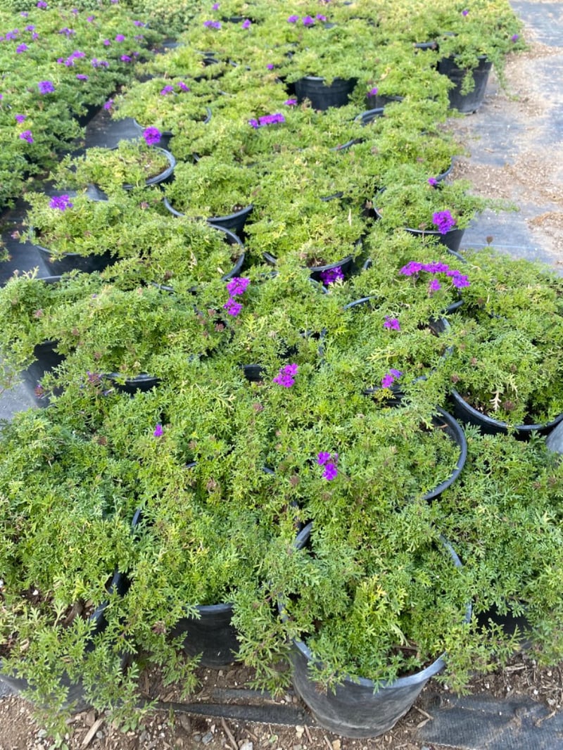 Photo for Verbena 'Tapien' (Blue Violet Verbena)