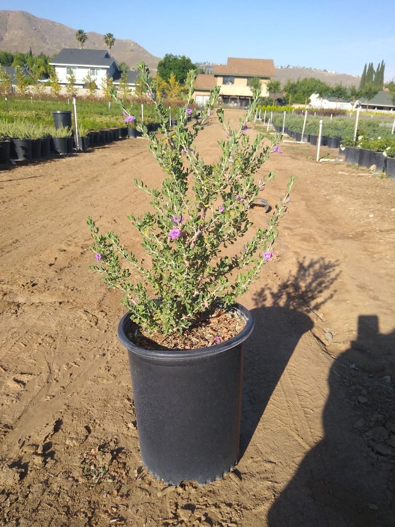Photo for Leucophyllum langmaniae 'Rio Bravo' (Rio Bravo Texas Ranger)