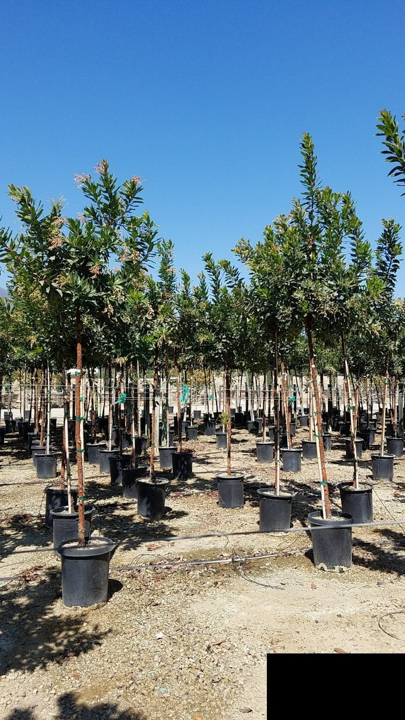 Photo for Arbutus unedo (Strawberry Tree)