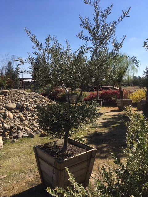Photo for Olea europaea 'Fruitless' (Standard) (Fruitless Olive)