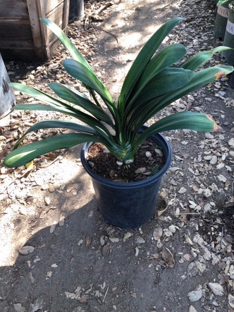 Photo for Clivia miniata 'Belgian Hybrid Orange' (Belgian Hybrid Orange Bush Lily)