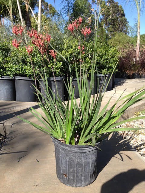 Photo for Anigozanthos 'Bush Sunset' (Bush Sunset Kangaroo Paw)
