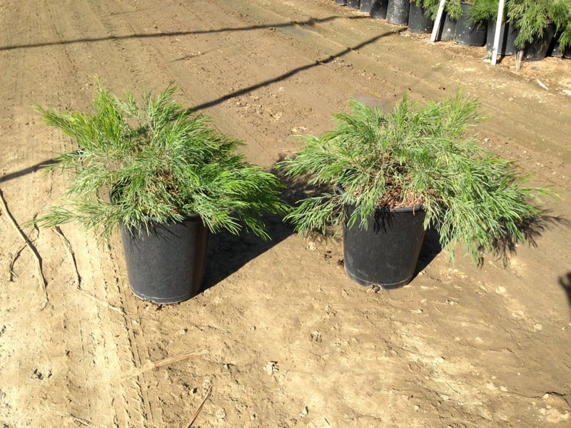 Photo for Acacia cognata 'Cousin Itt' (Little River Wattle)