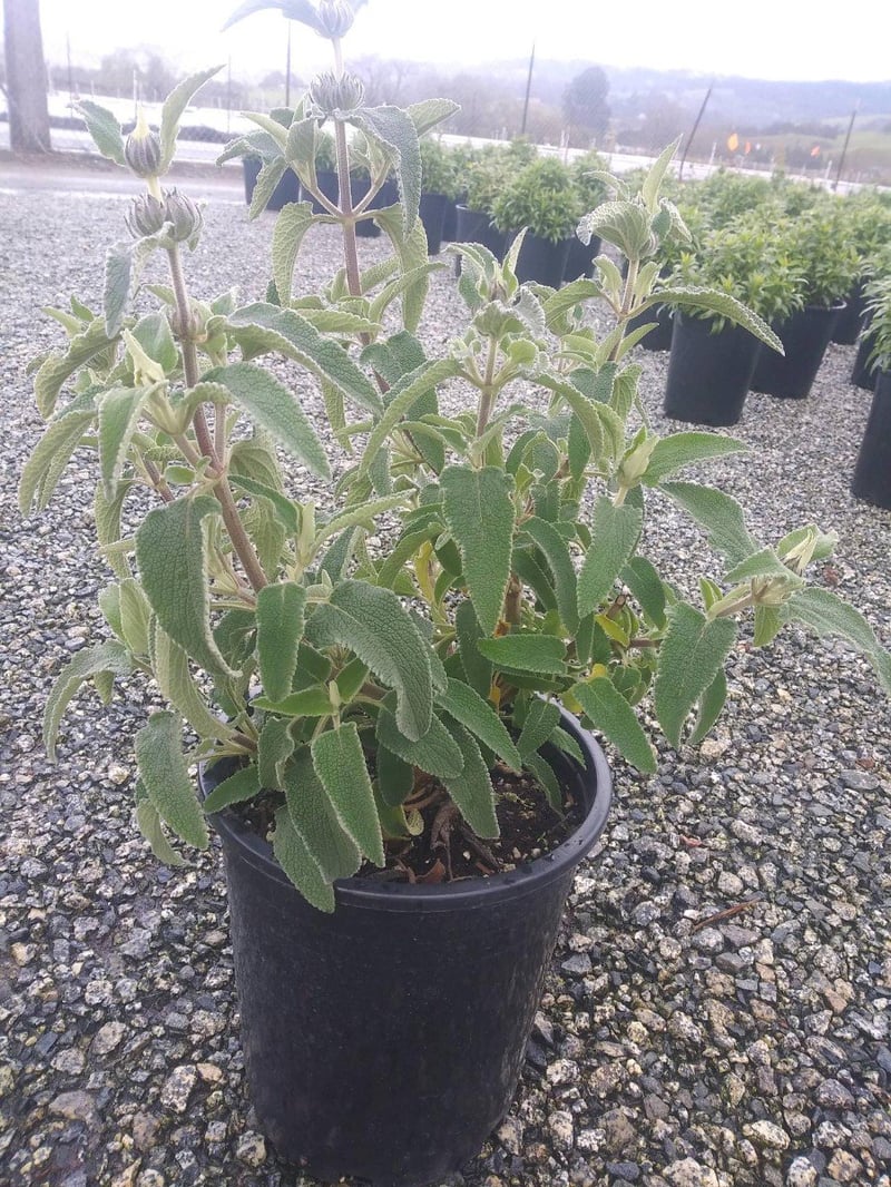 Photo for Phlomis fruticosa (Jerusalem Sage)