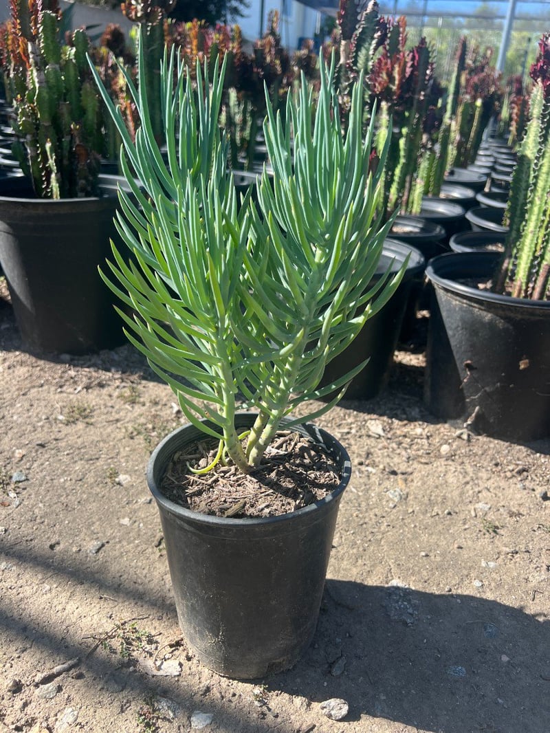 Photo for Senecio vitalis (Narrow-leaf Chalksticks)