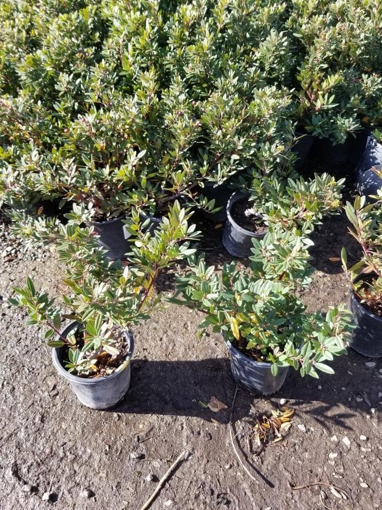 Photo for Frangula californica (Rhamnus californica) 'Mound San Bruno' (Mound San Bruno Coffeeberry)
