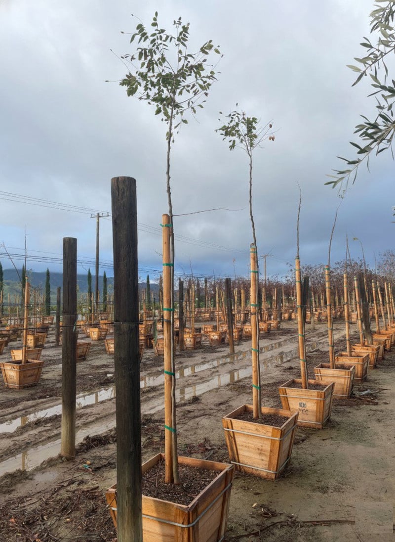 Photo for Koelreuteria bipinnata (Chinese Flame Tree)