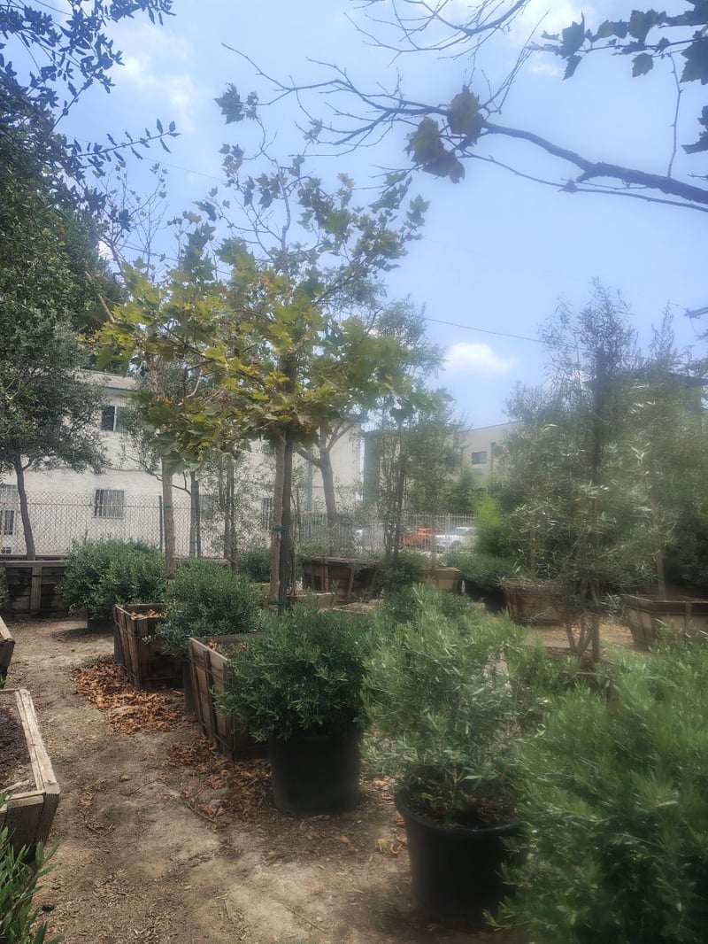 Photo for Platanus x acerifolia (London Plane Tree)
