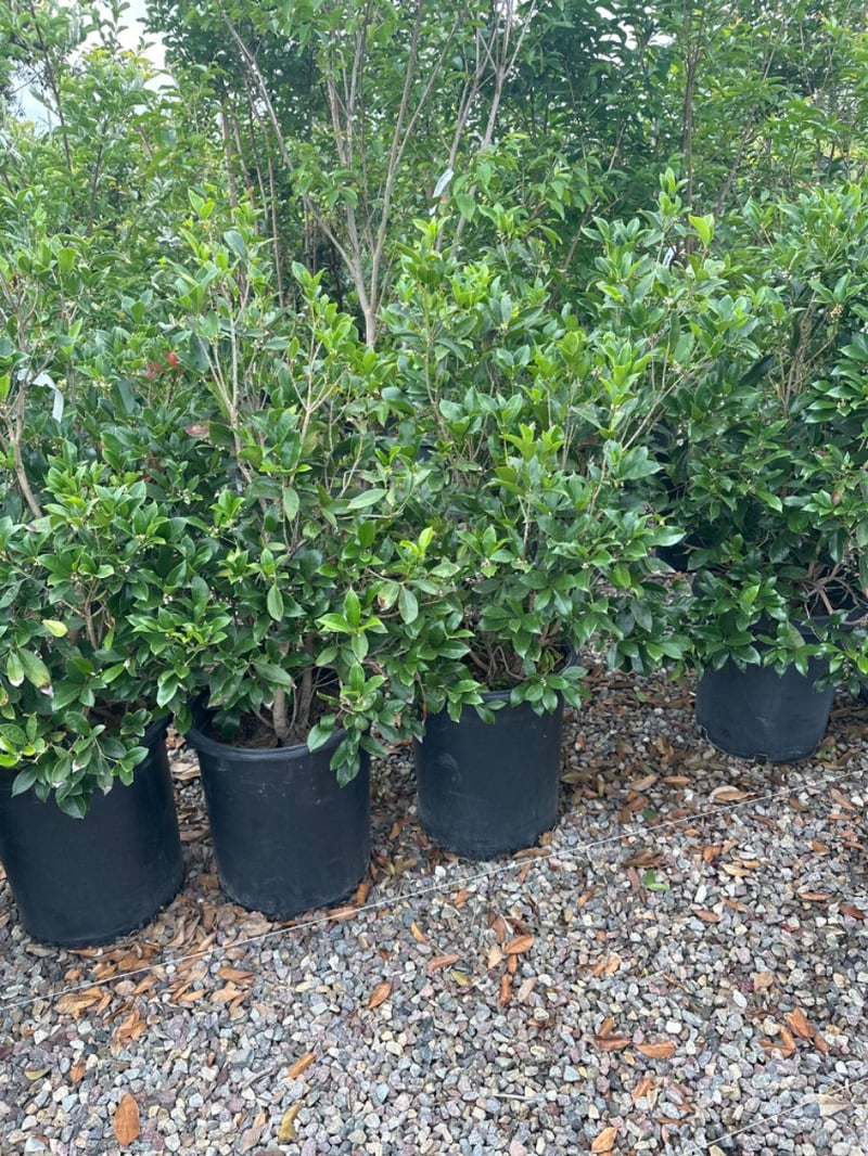 Photo for Osmanthus fragrans (Low Branch) (Fragrant Olive)