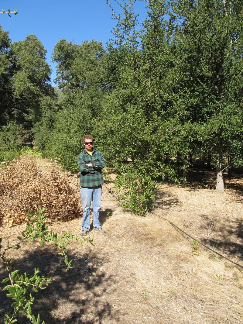 Photo for Quercus agrifolia (Natural) (Coast Live Oak)