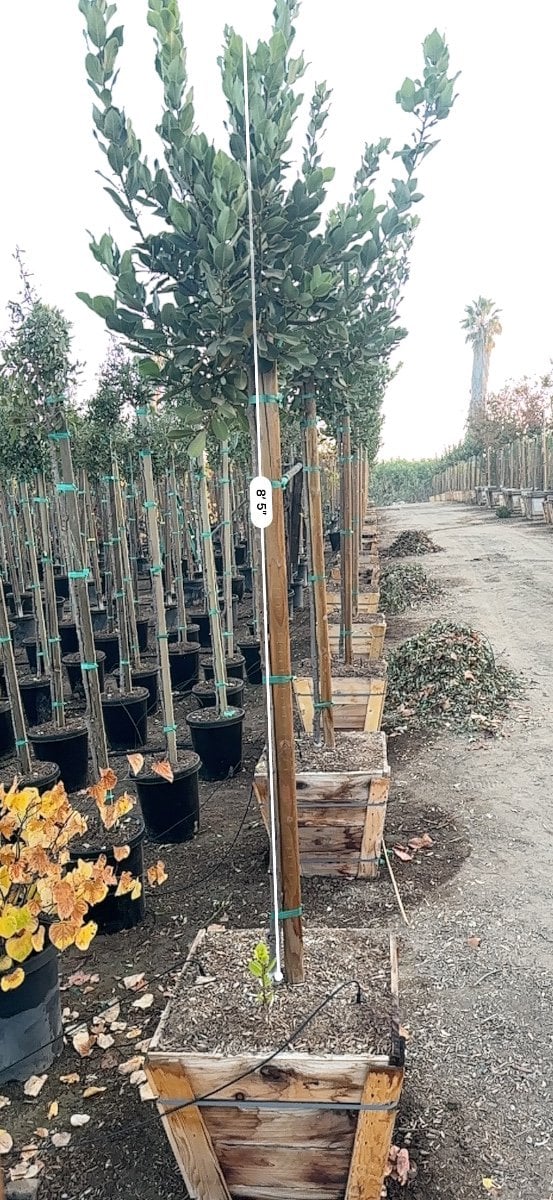 Photo for Laurus nobilis 'Saratoga' (Standard) (Saratoga Bay Laurel)