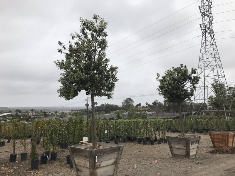 Photo for Metrosideros excelsa (Standard) (New Zealand Christmas Tree)