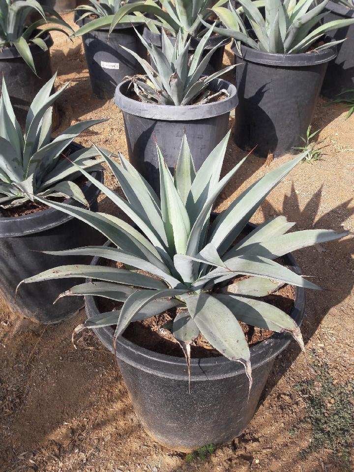 Photo for Agave weberi (Weber Agave)