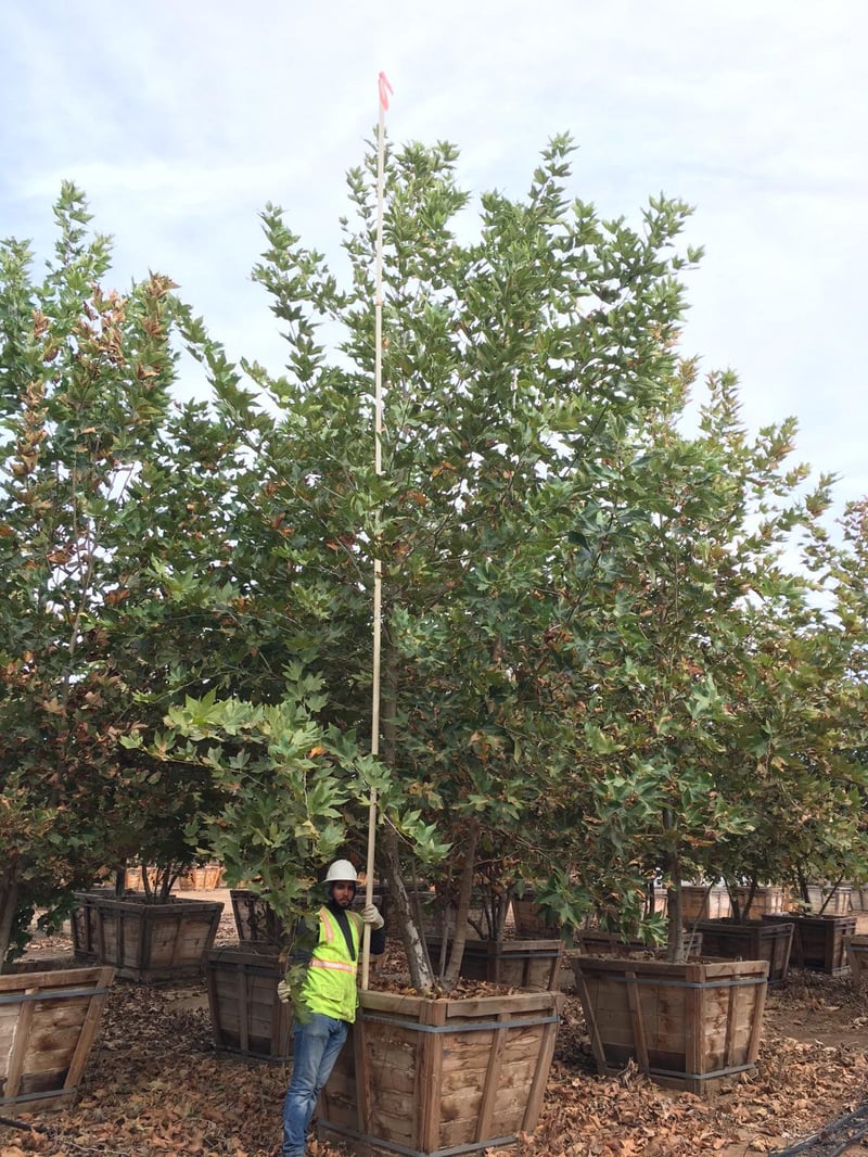 Photo for Platanus racemosa (Multi) (California Sycamore)