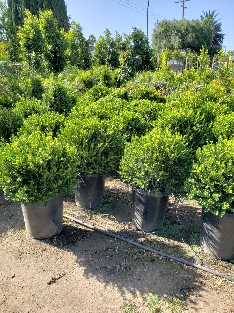 Photo for Buxus microphylla japonica 'Winter Gem' (Globe) (Winter Gem Boxwood)