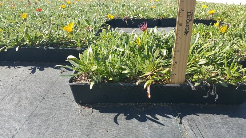 Photo for Gazania (clumping variety, mixed color) (Gazania)