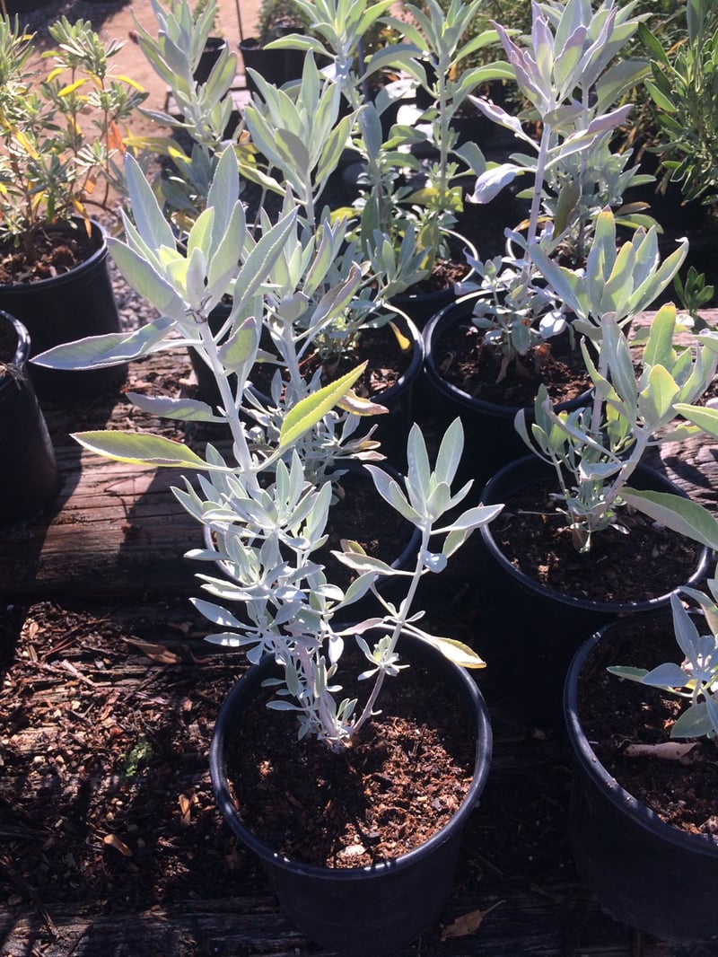 Photo for Salvia apiana (California White Sage, Bee Sage)