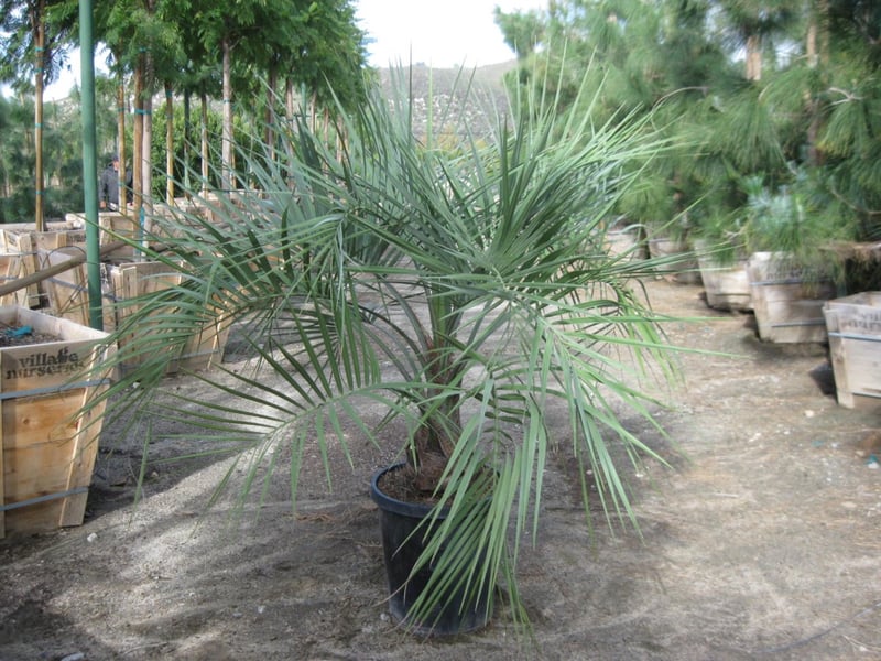 Photo for Butia capitata (Jelly Palm)
