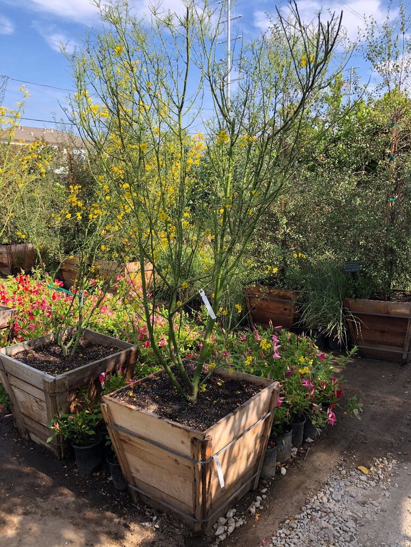 Photo for Cercidium 'Desert Museum' (Low Branch) (Desert Museum Palo Verde)