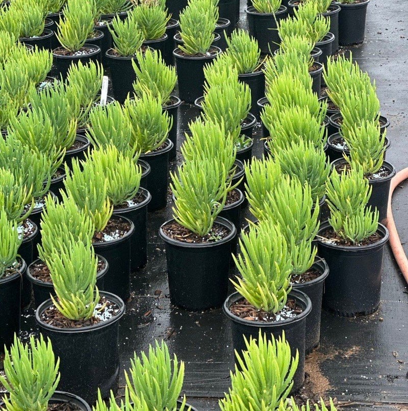 Photo for Senecio vitalis (Narrow-leaf Chalksticks)