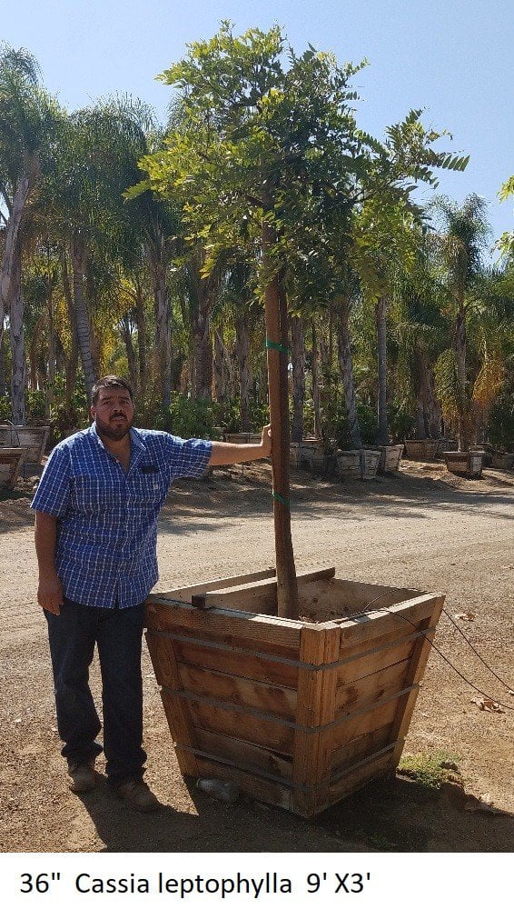Photo for Cassia leptophylla (Standard) (Gold Medallion Tree)