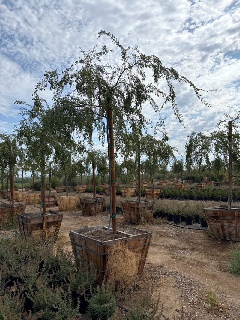 Photo for Ulmus parviflora 'True Green' (True Green Chinese Elm)