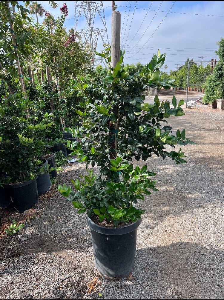 Photo for Ligustrum japonicum 'Texanum' (Hedge) (Waxleaf Privet)