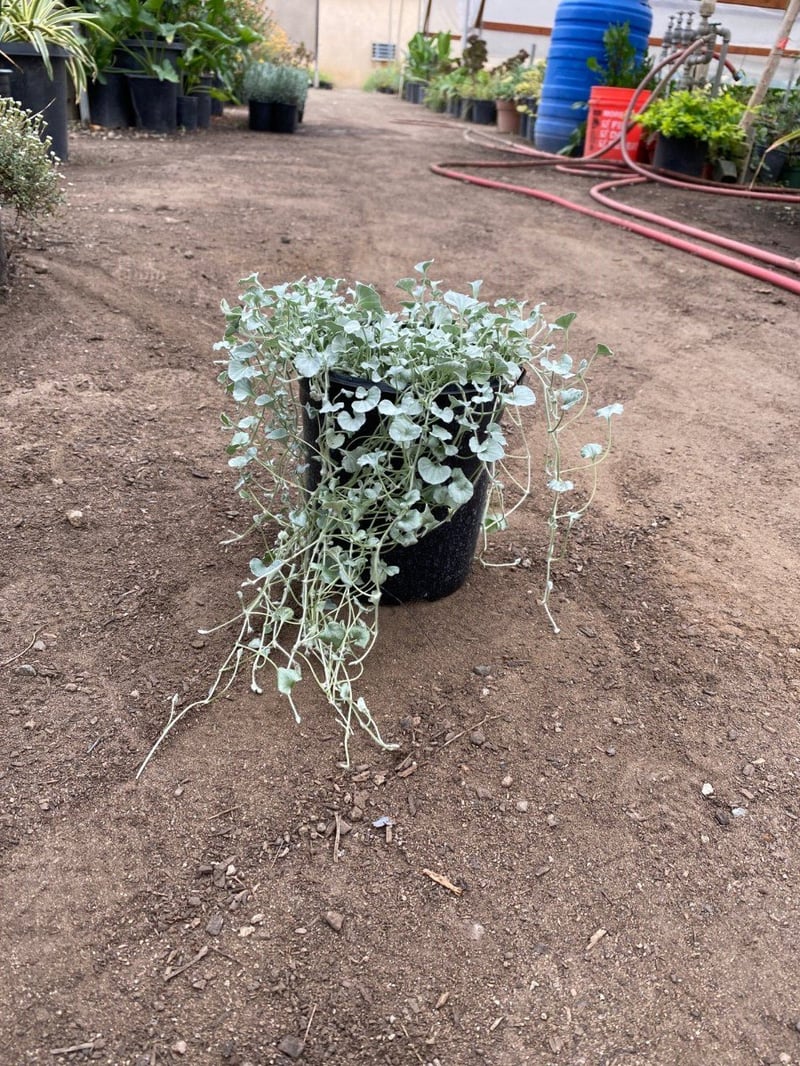 Photo for Dichondra argentea 'Silver Falls' (Silver Dichondra)