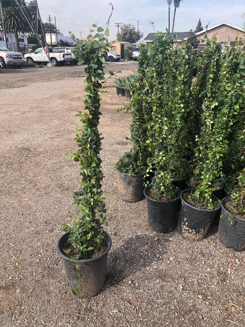 Photo for Ficus pumila (Vine) (Creeping Fig Ficus)