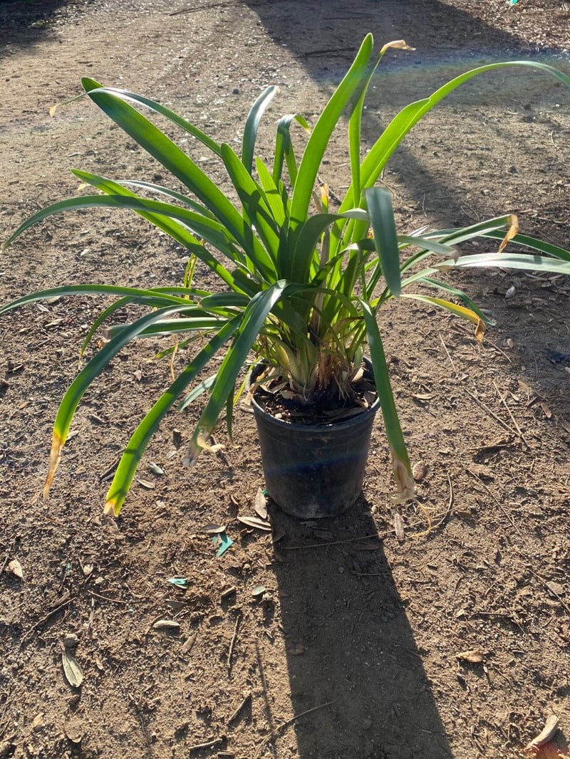 Photo for Agapanthus africanus 'Queen Anne' (Queen Anne Lily Of The Nile)