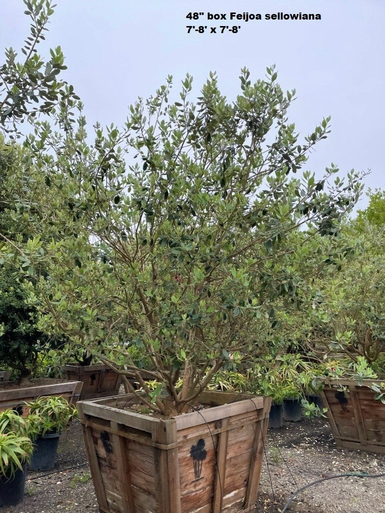 Photo for Feijoa sellowiana (Pineapple Guava)