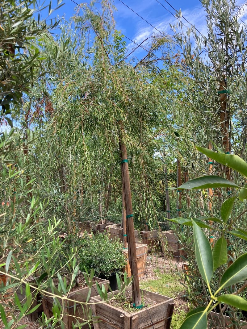 Photo for Agonis flexuosa (Peppermint Tree)