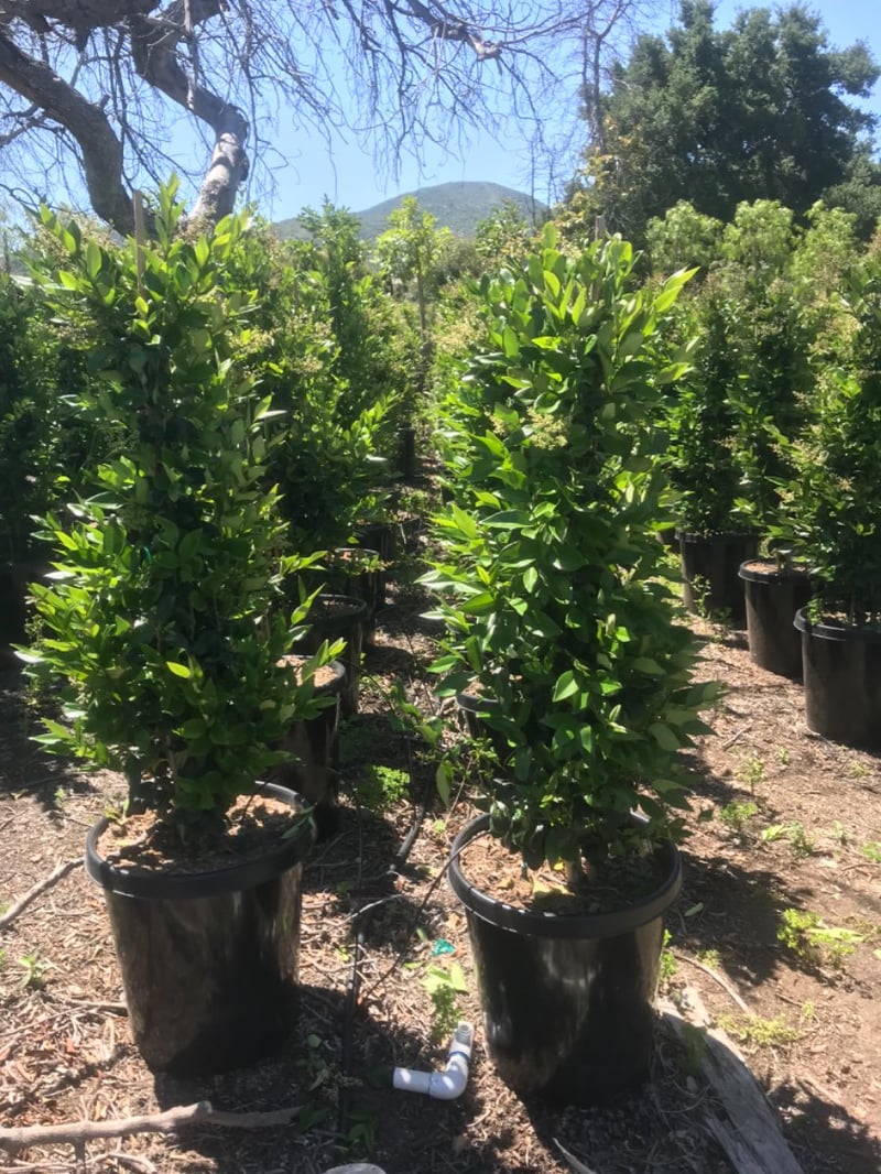 Photo for Ligustrum japonicum 'Texanum' (Column) (Waxleaf Privet)