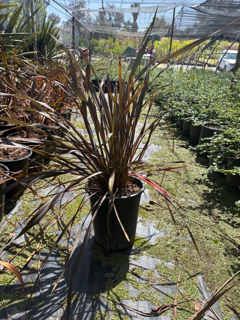 Photo for Phormium 'Rubrum' (Rubrum New Zealand Flax)