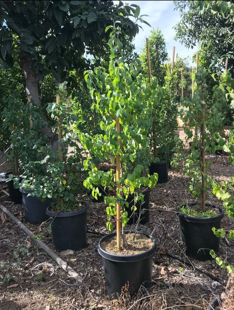 Photo for Prunus ilicifolia ssp lyonii (Catalina Cherry)