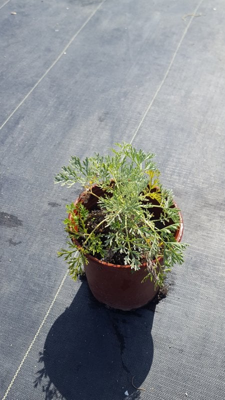Photo for Artemisia 'Powis Castle' (Powis Castle Wormwood)