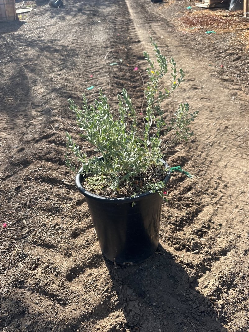 Photo for Salvia chamaedryoides (Germander Sage)