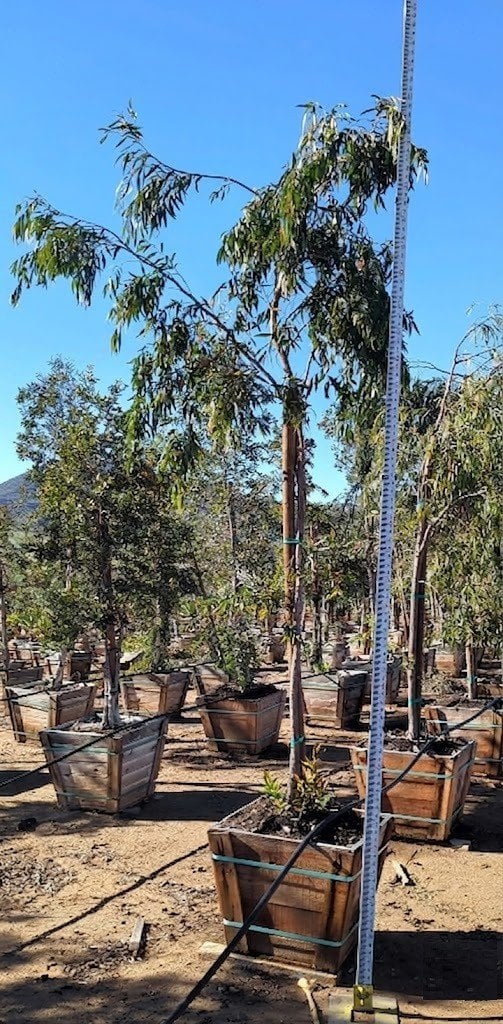 Photo for Agonis flexuosa (Peppermint Tree)