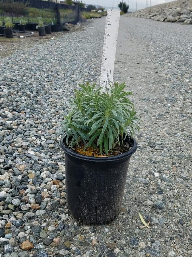 Photo for Euphorbia characias 'Bruce's Dwarf' (Bruce's Dwarf Euphorbia)
