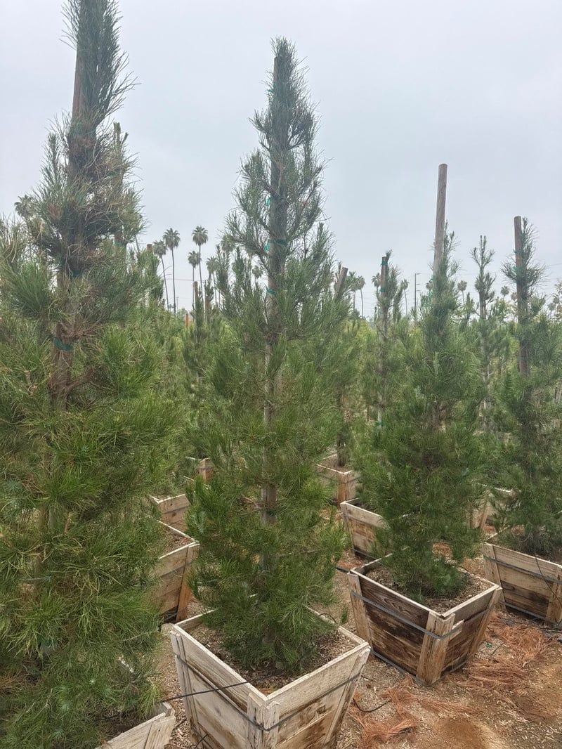 Photo for Pinus eldarica (Afghan Pine)