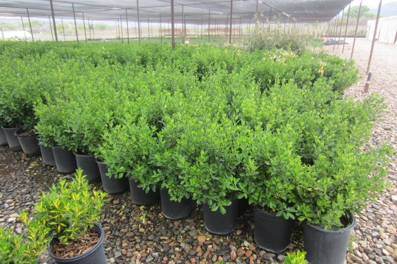 Photo for Euonymus japonicus 'Microphyllus' (Boxleaf Euonymus)