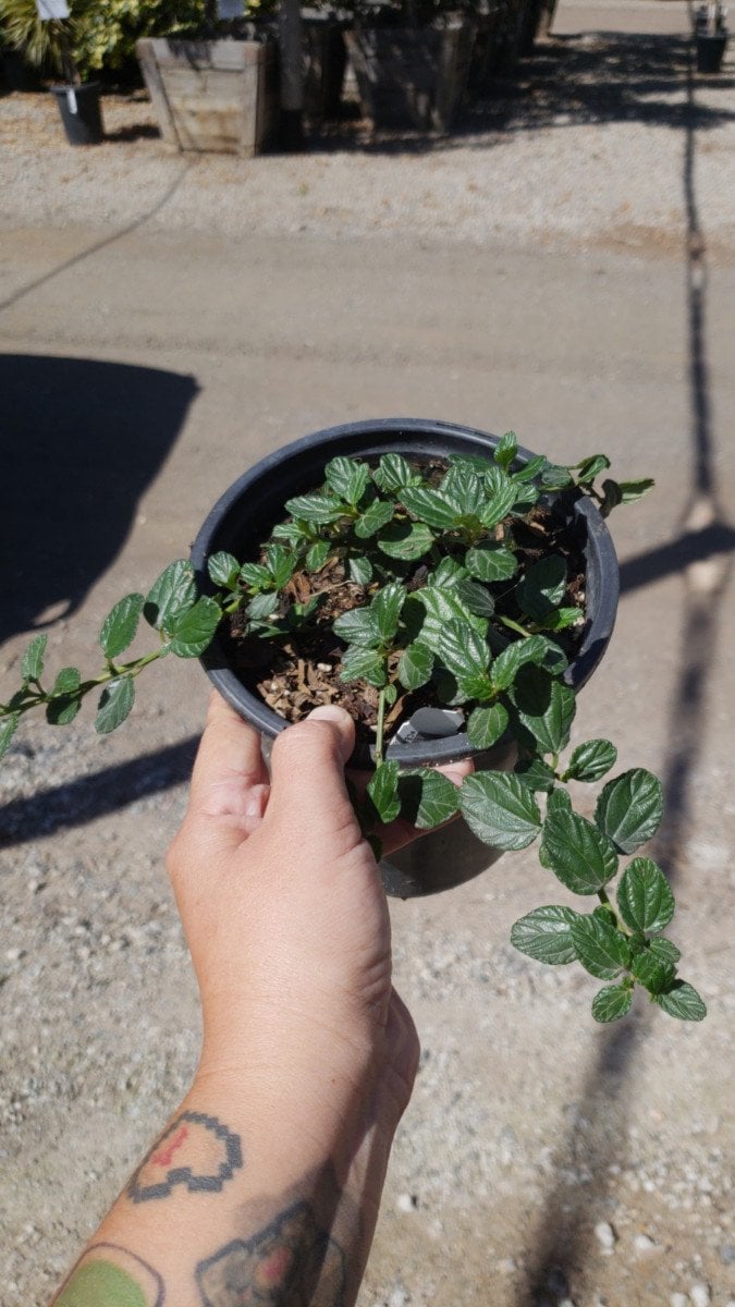 Photo for Ceanothus griseus horizontalis (Carmel Creeper, Wild Lilac)
