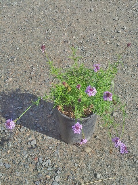 Photo for Verbena lilacina 'De La Mina' (De La Mina Verbena)