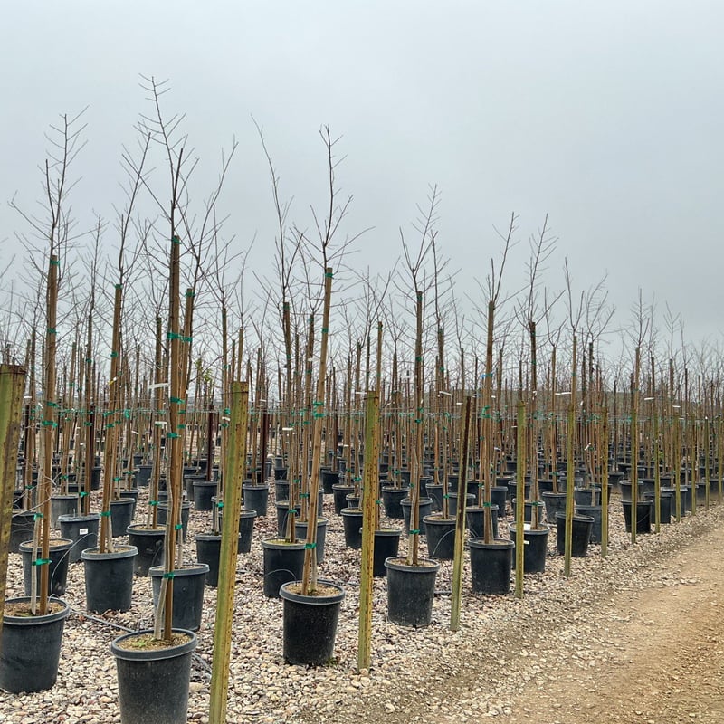 Photo for Celtis sinensis (Chinese Hackberry)