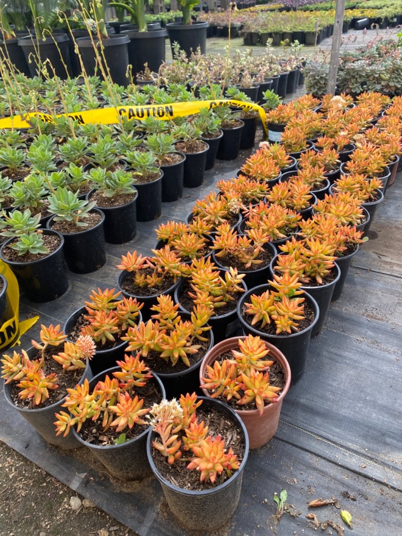 Photo for Sedum adolphii ‘Firestorm’ (Firestorm Sedum)