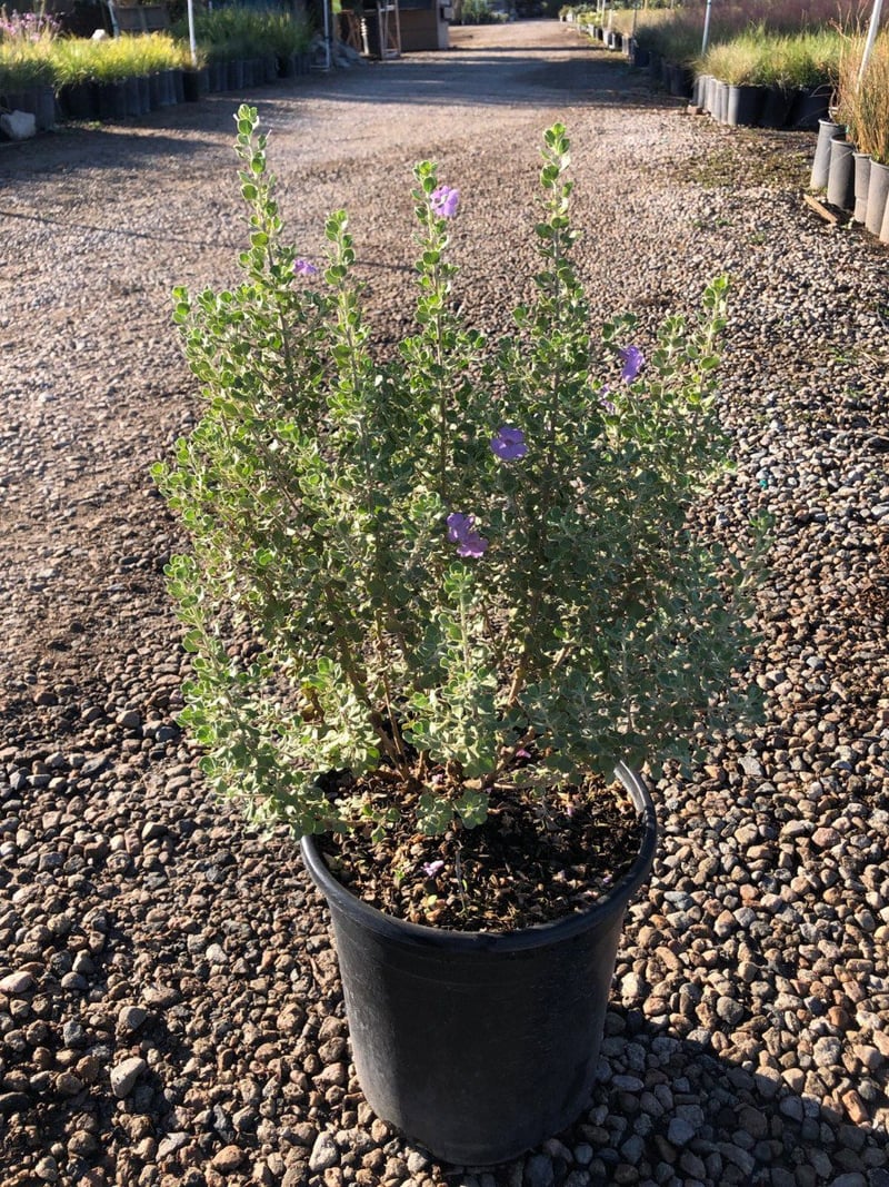 Photo for Leucophyllum langmaniae 'Lynn's Legacy' (Lynn's Legacy Texas Ranger)