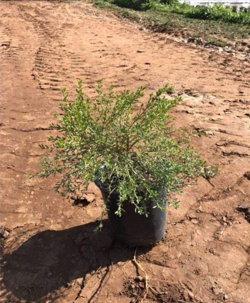 Photo for Baccharis x ‘Centennial’ (Centennial Coyote Brush)