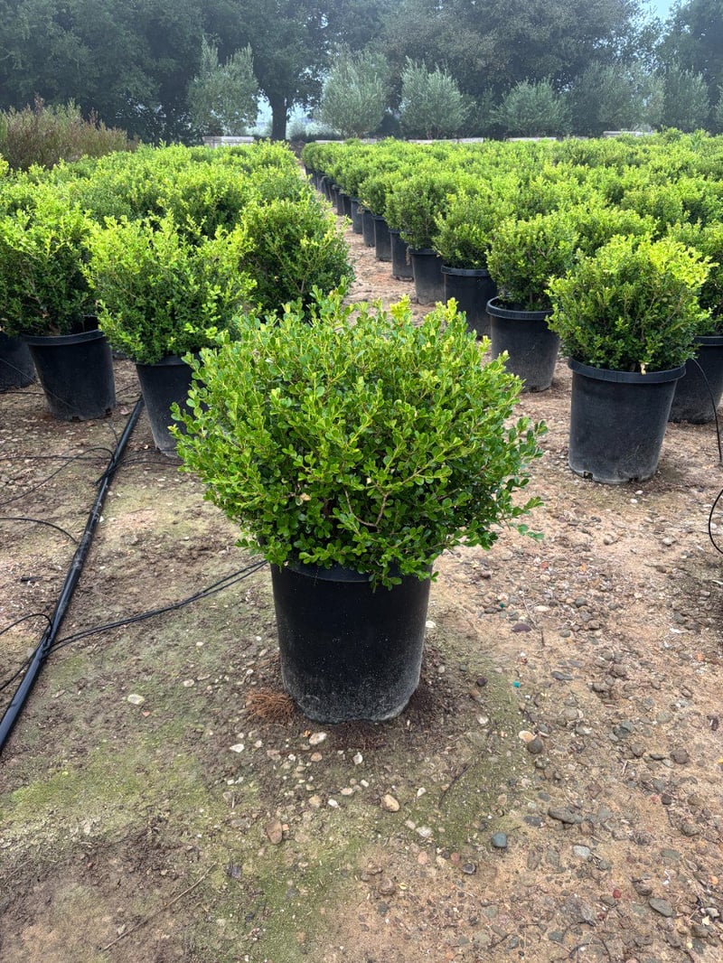 Photo for Buxus microphylla japonica (Globe) (Japanese Boxwood Globe)