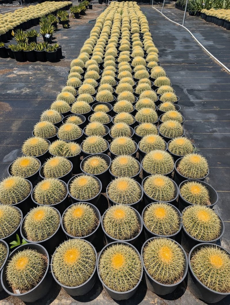 Photo for Echinocactus grusonii (Golden Barrel Cactus)