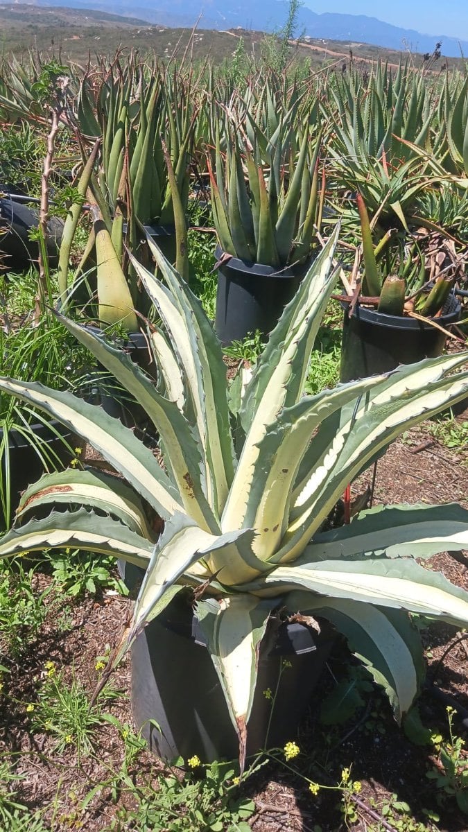 Photo for Agave americana var. 'Mediopicta Alba' (White Striped Century Plant)